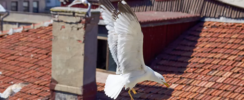 Residential Chimney Animal Removal Solution in St. Louis Park, MN